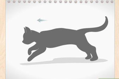 How to Draw a Running Cat