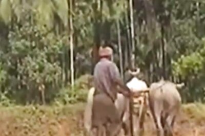 How Dakshin Kannada’s Traditional Practice Of Cultivation Fuelled A Sense Of Community