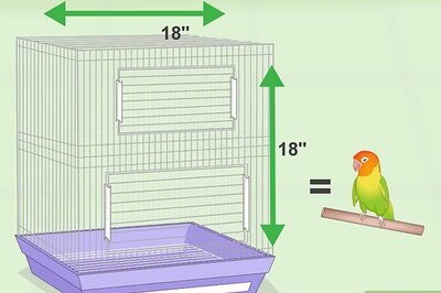 How to Care for a Bird