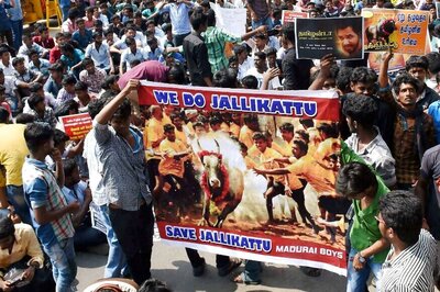 On Pongal Eve, Centre Ready With Draft Ordinance on Jallikattu