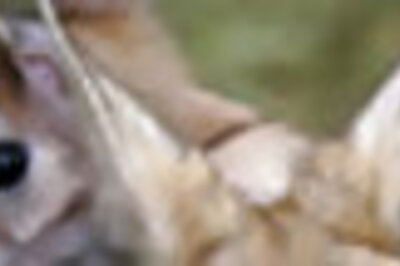 Brit woman raised orphaned hare in her bra