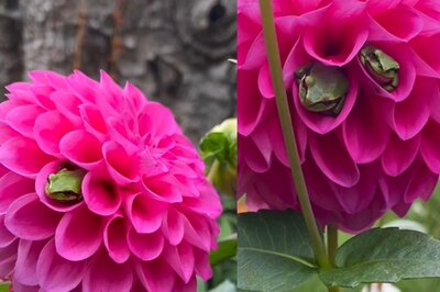 'Beautiful Sight': Video of Frogs Nestled in Flower Leaves Internet Gushing