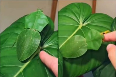 Video Of Peruvian Shield Mantis With Unmatched Camouflage Abilities Viral