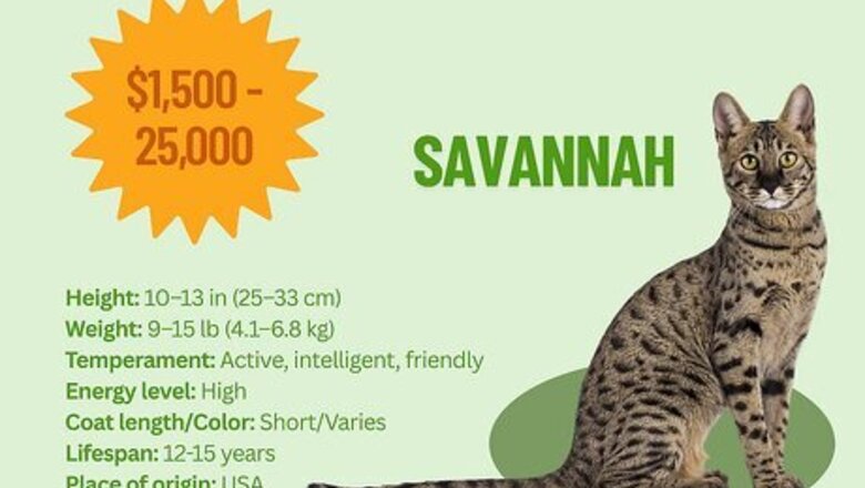 18 of the Most Expensive Cat Breeds in the World (& What They Cost)
