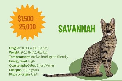 18 of the Most Expensive Cat Breeds in the World (& What They Cost)