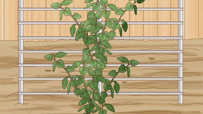How to Prevent Clematis Wilt
