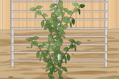 How to Prevent Clematis Wilt