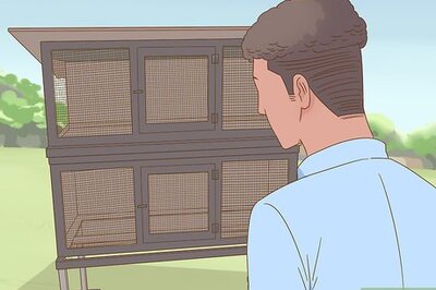 How to Add New Quail to a Flock