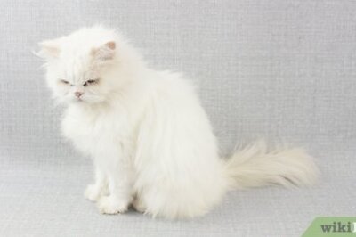 How to Bond With Your Cat