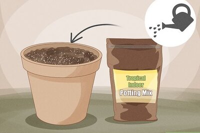 Fiddle Leaf Fig Propagation: Soil, Water & Air