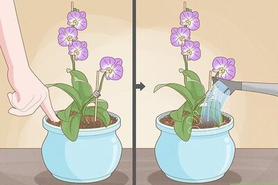 When and How to Water an Orchid