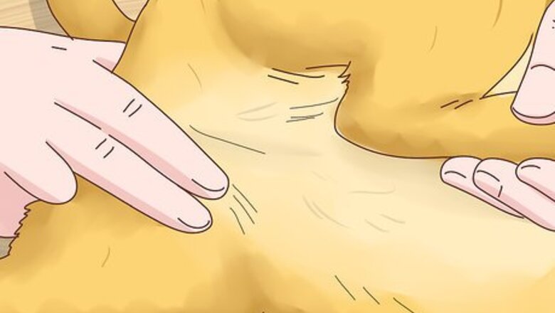 How to Bury a Pet
