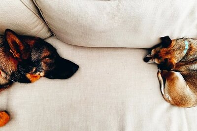 Priyanka Chopra Drops An Adorable Sneak Peek From The Chopra-Jonas House