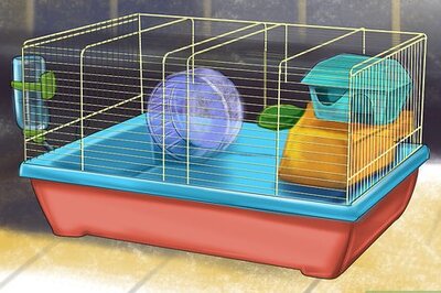 How to Prevent Respiratory Problems in Guinea Pigs
