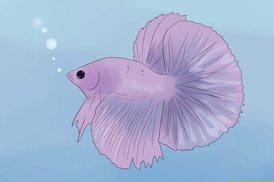 How to Tell if a Betta Fish Is Sick