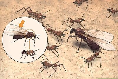 How to Kill a Queen Ant