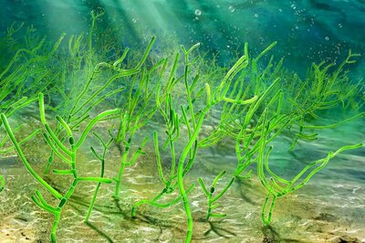 Billion-year-old Chinese Seaweed is Oldest Green Plant Fossil