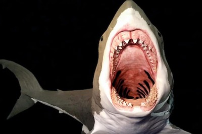 Scientists Suggest Megalodon Sharks Were Once Slimmer And Longer In Size