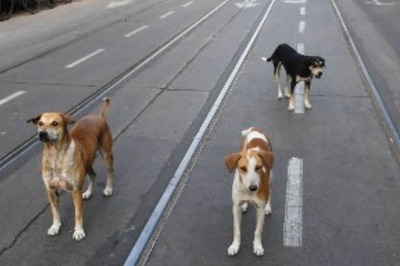 Supreme Court Vacates Its Order Staying Delhi HC Verdict That Stray Dogs Have Right to Food