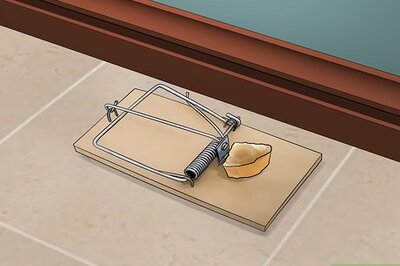 How to Get Rid of Rodents Naturally