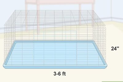 How to House a Pet Guinea Pig