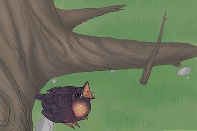 How to Release Wild Baby Birds