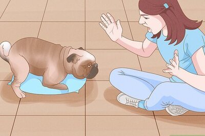 How to Calm a Sexually Excited Dog