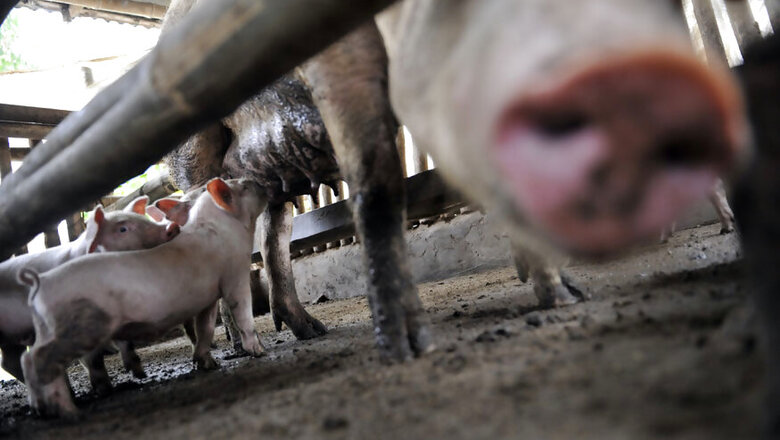 Mizoram Bans Import of Pigs to Curb Swine Flue Epidemic in the State