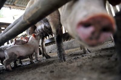 Mizoram Bans Import of Pigs to Curb Swine Flue Epidemic in the State