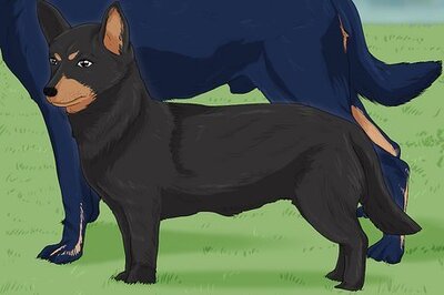 How to Recognize and Treat Dwarfism in Dogs