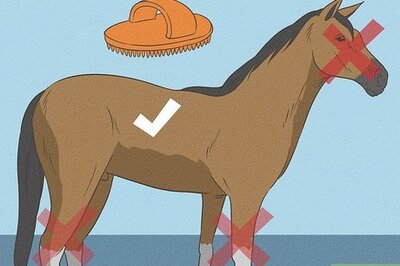 How to Use a Curry Comb on a Horse