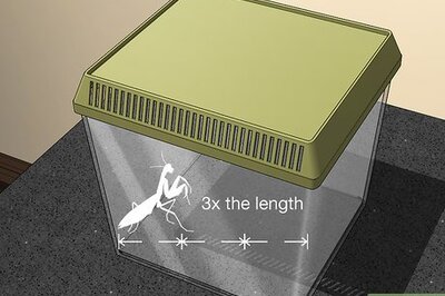 How to Take Care of a Praying Mantis