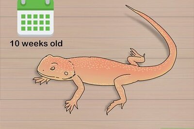 How to Buy a Bearded Dragon