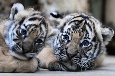 Guj: 2 Lion Cubs Found Dead in Gir, Infighting Suspected