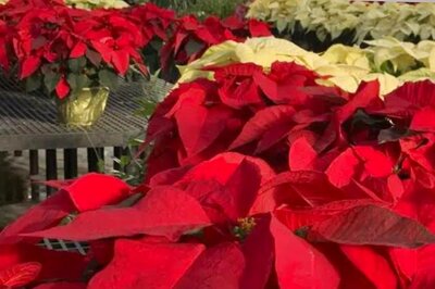 Here Is How You Can Care For Your Special Holiday Season Plants