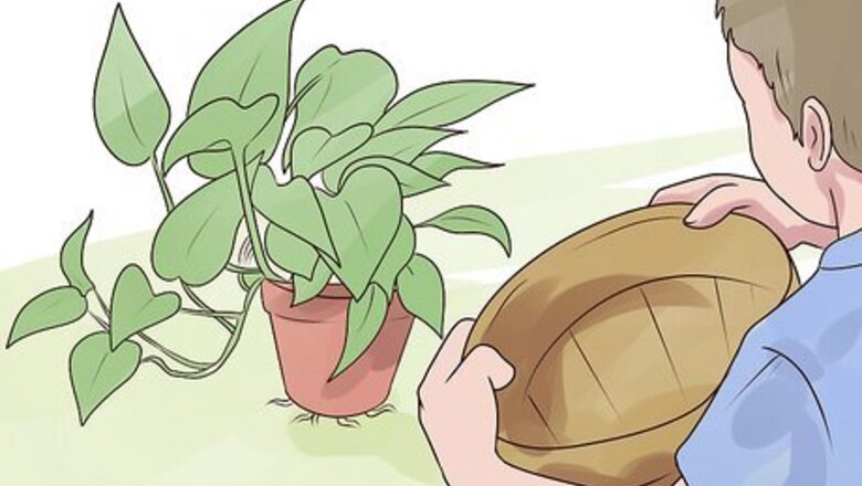 How to Rejuvenate an Overgrown Houseplant