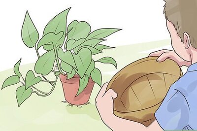 How to Rejuvenate an Overgrown Houseplant