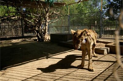 Remains of Pakistani Teen, Missing Since 2 Days, Found in Lions' Enclosure at Safari Park