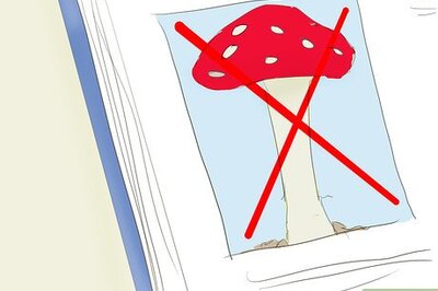 How to Forage for Food in the Fall