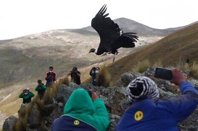 Birds Of Prey Face Global Decline From Habitat Loss, Poisons