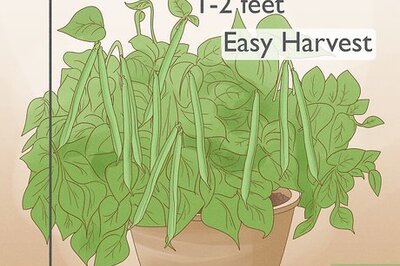 How to Grow Green Beans