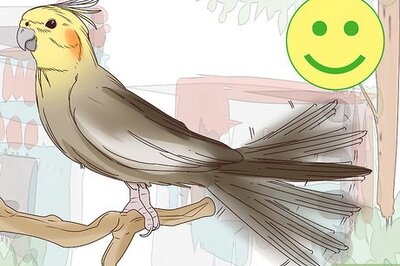 How to Understand Cockatiel Gestures