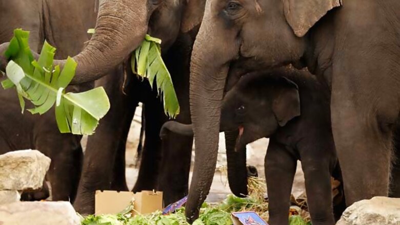 Depleting forests force elephants to come closer to Bangalore