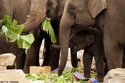 Depleting forests force elephants to come closer to Bangalore