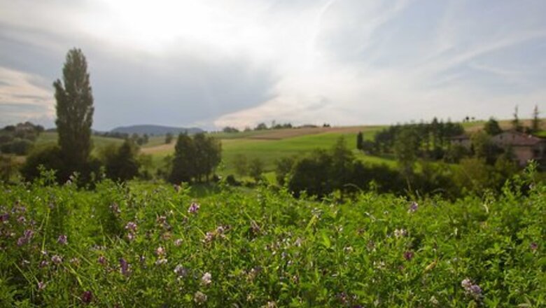 How to Make a Garden With Native Plants
