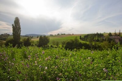 How to Make a Garden With Native Plants