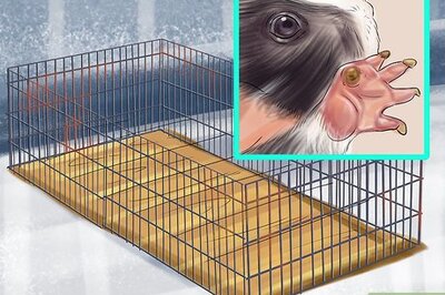 How to Prevent Skin Problems in Guinea Pigs