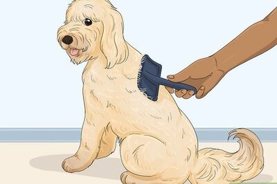 How to Groom a Goldendoodle
