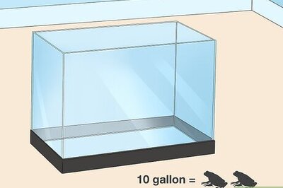 How to Care for a Toad