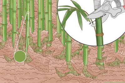 How to Cut Bamboo